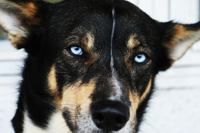 husky_leader_huskies_norwegen_reisen