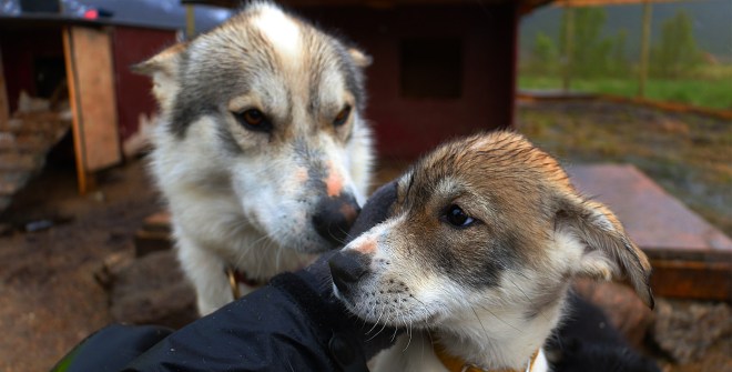 husky_welpen_norwegen