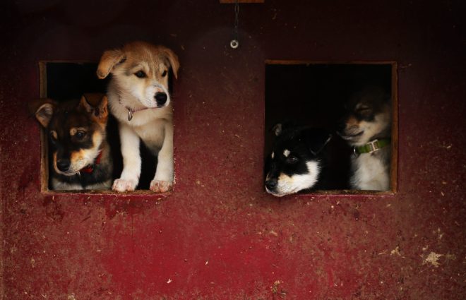 husky_welpen_norwegen_reisen_lofoten_2