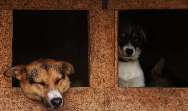 husky_welpen_norwegen_reisen_lofoten_3