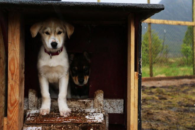 husky_welpen_norwegen_reisen_lofoten_4