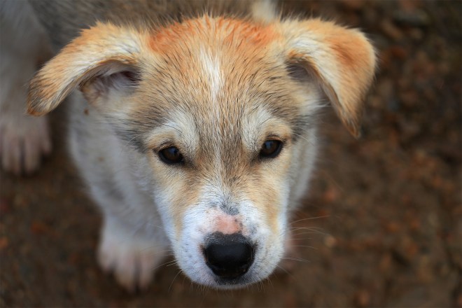 husky_welpen_norwegen_reisen_lofoten_5