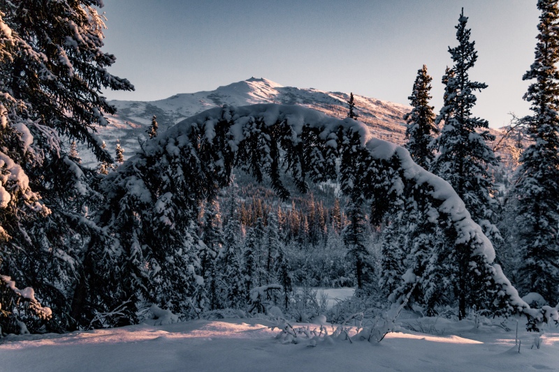 Eine Reise nach Alaska im Winter in den hohen Norden nach Coldfoot