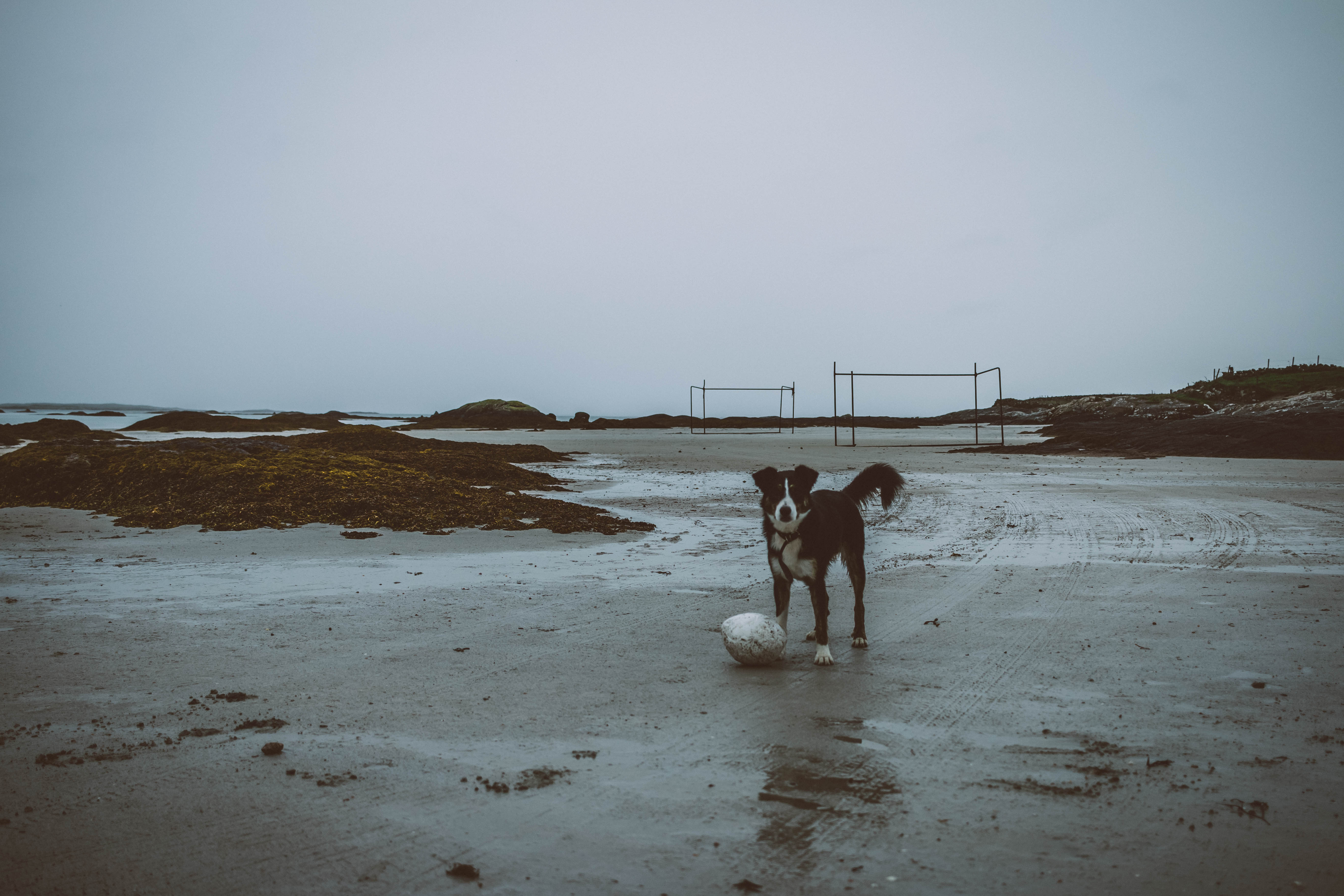 Hund am Meer will spielen in Irland