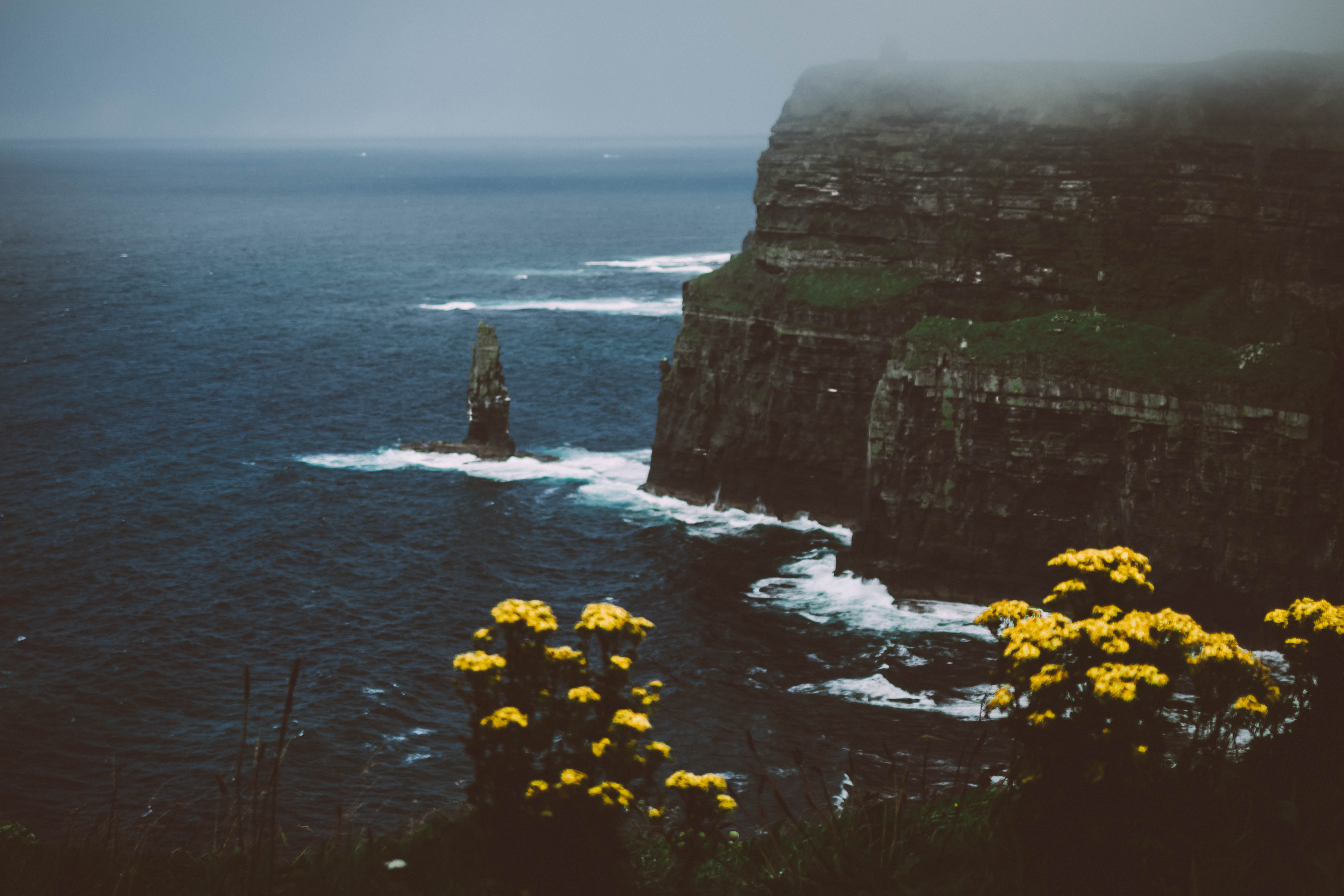 Blüten und Blümen an den Cliffs of Moher in Irland an der Küste