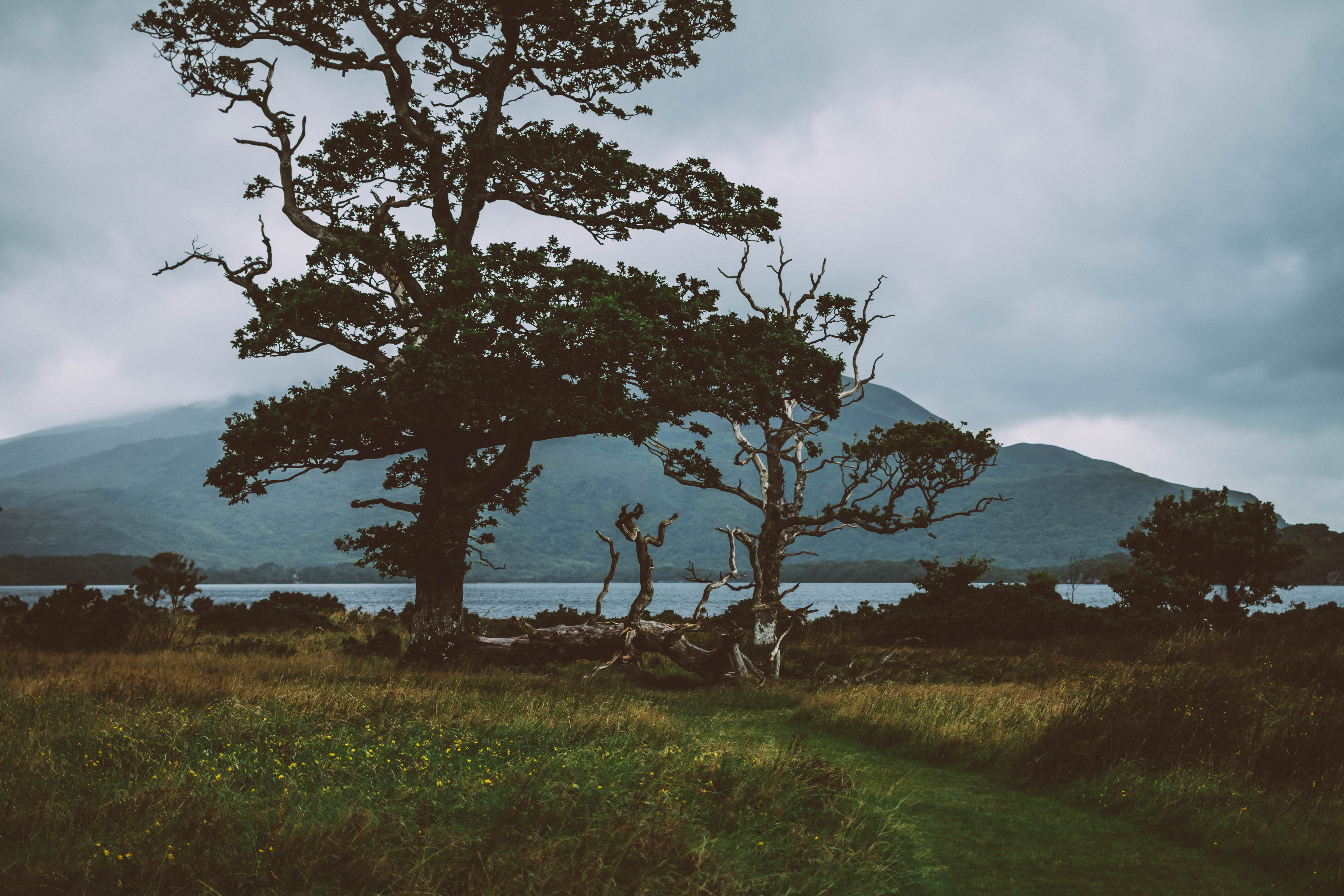 Bäume und Wiesen vor einem Berg in der Natur von Irland
