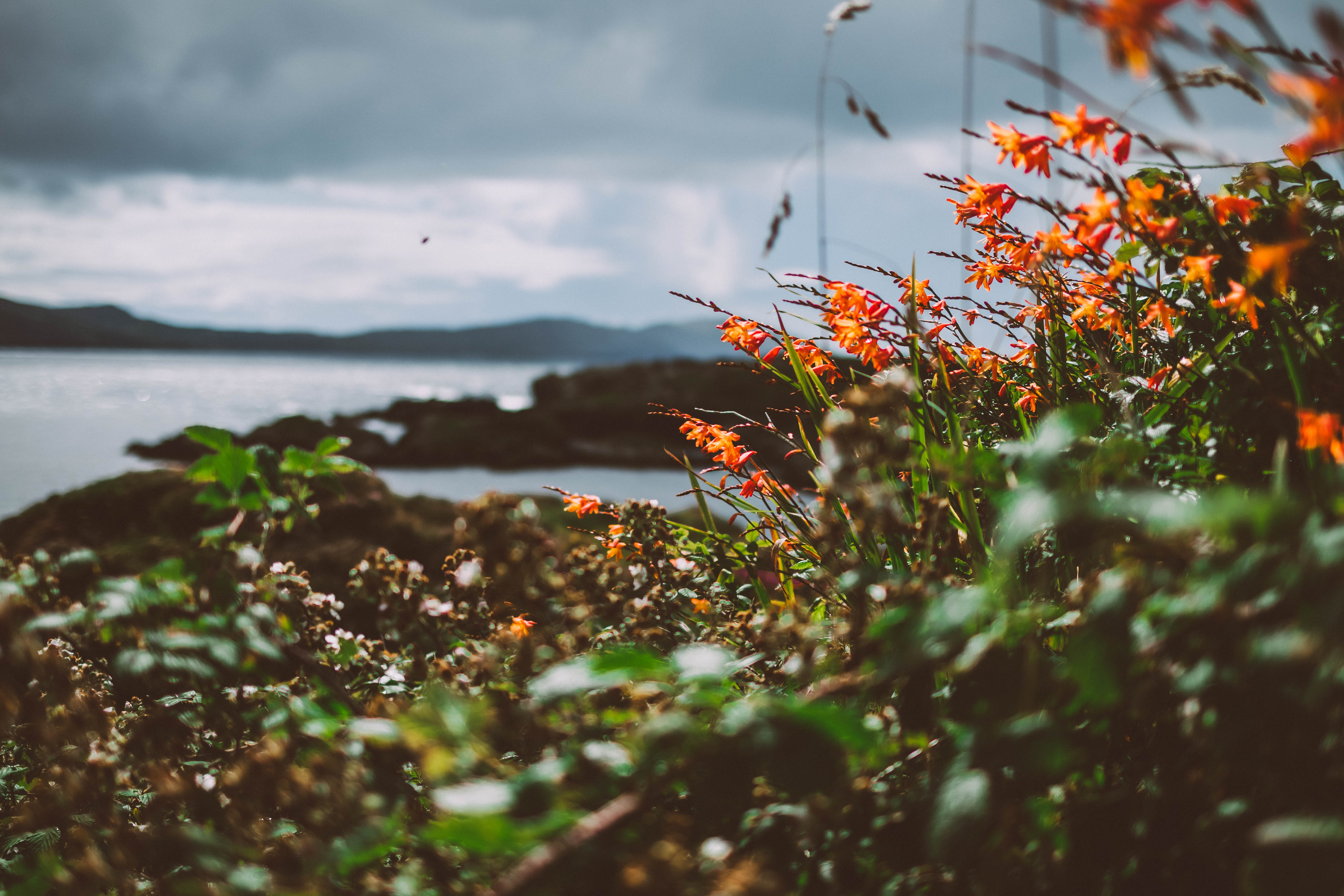 Blüten in Irland am Meer