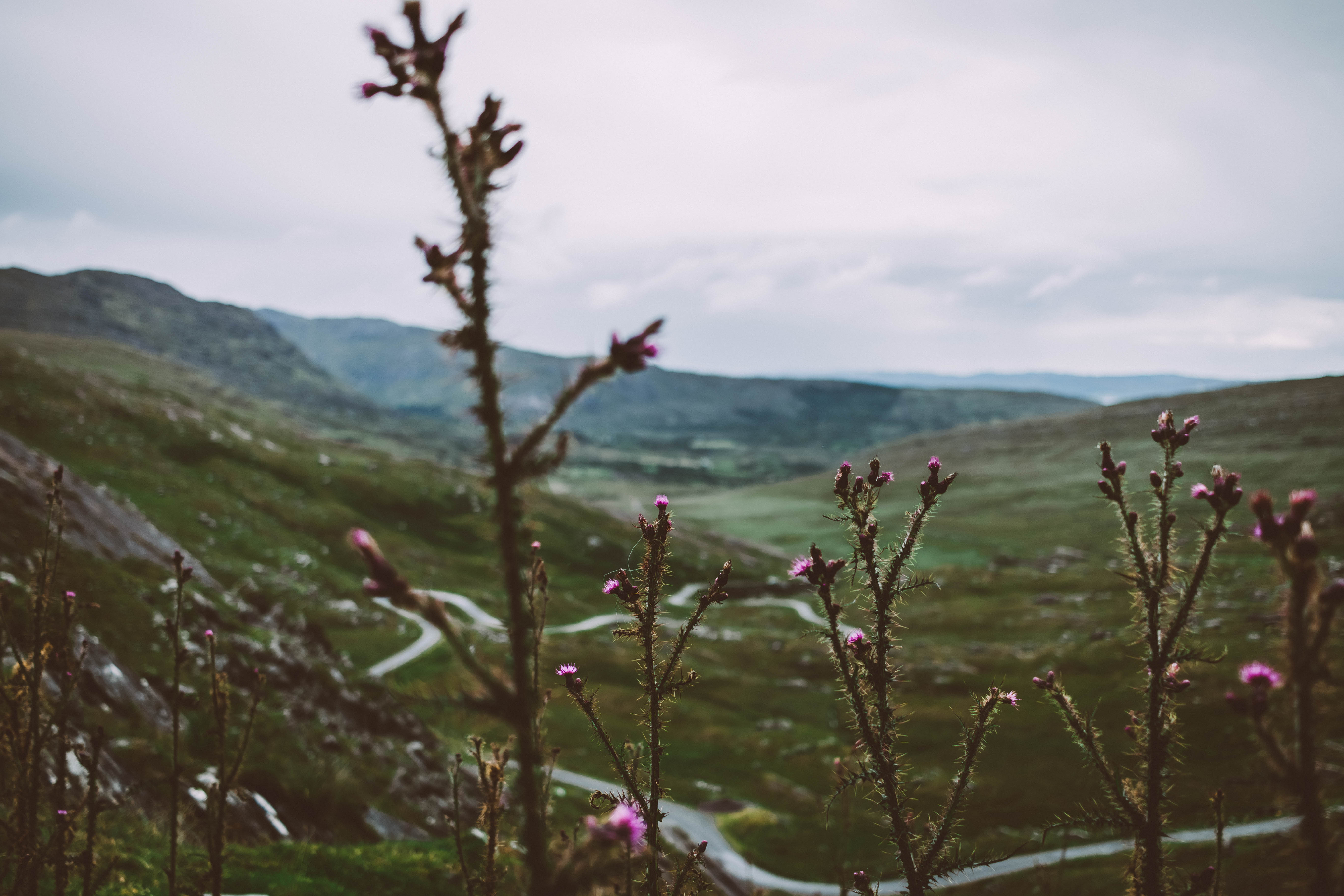 Vegetation und Blüten in der Landschaft von Irland
