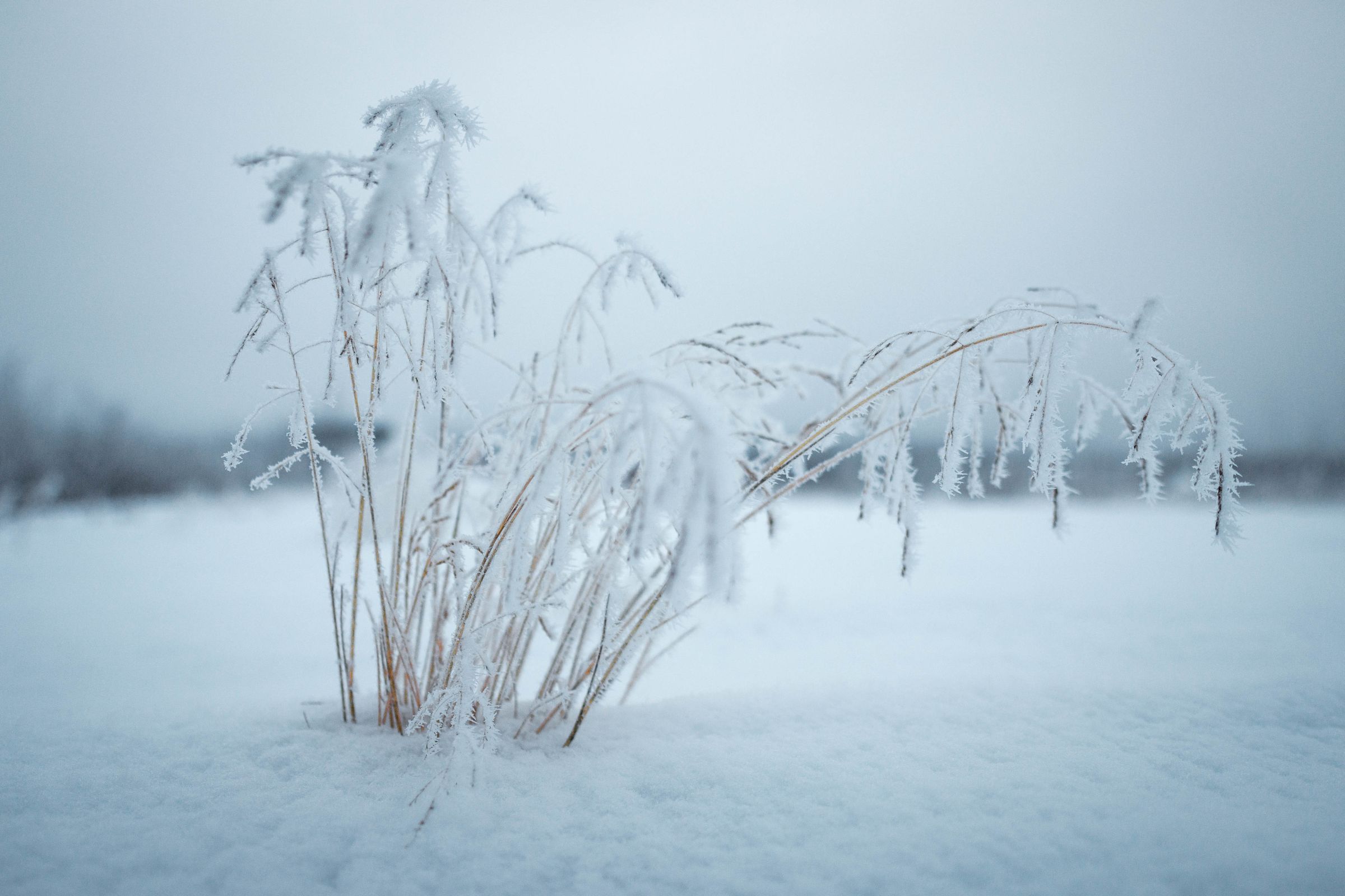 Alaska im Winter in der Wildnis